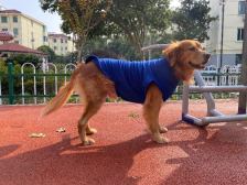 Coral-fleece coat