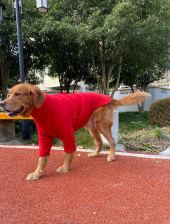 Coral-fleece coat
